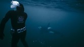 Dalam 20 tahun terakhir, sebuah teluk sempit penuh salju di Norwegia kerap kedatangan rombongan Orca.