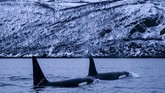 Santapan favorit Orca itu merasakan hanya di tempat tersebut ia bisa ‘bertahan hidup’.