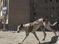 Teror Anjing Liar Melukai Puluhan Warga India