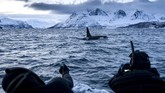 Paus pembunuh itu datang ke salah satu kawasan terdingin di Norwegia bukan tanpa alasan.