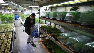 Memahami Faedah Ganja Tanpa Rasa Ngeri Terciduk di California