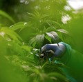 Duh! Makin Banyak Balita Tak Sengaja Makan Ganja, Kok Bisa?