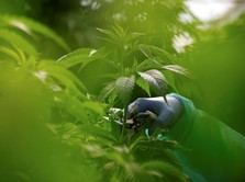 Duh! Makin Banyak Balita Tak Sengaja Makan Ganja, Kok Bisa?