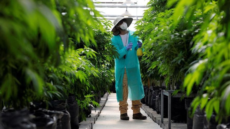An employee tends to medical cannabis plants at Pharmocann, an Israeli medical cannabis company in northern Israel January 24, 2019. Picture taken January 24, 2019. REUTERS/Amir Cohen