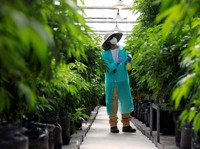 Wow, Negara Muslim Ini Mau Legalkan Penggunaan Ganja Medis