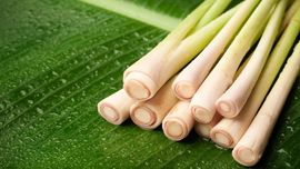 Manfaat Menanam Serai di Rumah