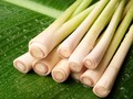 Manfaat Menanam Serai di Rumah