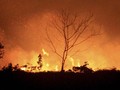 BNPB Sebut Urusan Perut Penyebab Utama Karhutla