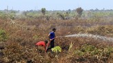 Pemadaman sampai saat ini masih terus dilakukan. Petugas kesulitan karena api berada di bawah tanah membakar lahan gambut. (ANTARA FOTO/Syifa Yulinnas)