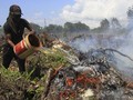 Hingga Juni 2019, Sumsel Hasilkan 244 Titik Api