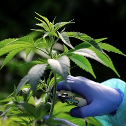Pertama di Australia, Canberra Legalkan Kepemilikan Ganja