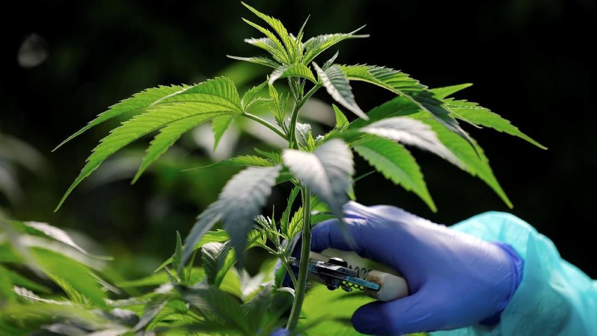 Menko Airlangga Buka Suara Soal KEK Ganja Medis di RI