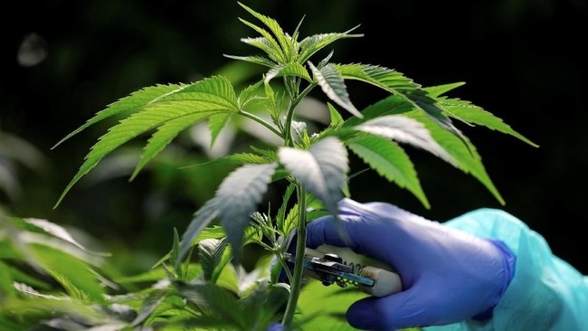 Menko Airlangga Buka Suara Soal KEK Ganja Medis di RI