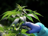 Malaysia Izinkan Warganya Budidaya Ganja?