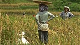 Warga memanen padi di Kampung Naga, Kabupaten Tasikmalaya, Jawa Barat. (ANTARA FOTO/Adeng Bustomi)