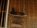 Moeldoko Usul 1 Keluarga Pelihara Ayam untuk Atasi Stunting