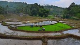 Warga menanam benih padi di lahan Kampung Naga, Kabupetan Tasikmalaya, Jawa Barat. (ANTARA FOTO/Adeng Bustomi)