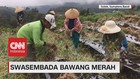 Swasembada Bawang Merah