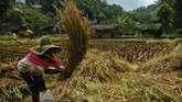 Warga merontokan padi saat panen raya di Kampung Naga, Kabupaten Tasikmalaya, Jawa Barat. (ANTARA FOTO/Adeng Bustomi)