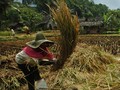 FOTO: Lestari Tradisi di Kampung Adat Naga