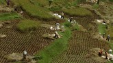 Sejumlah warga memanen padi di Kampung Naga, Kabupetan Tasikmalaya, Jawa Barat. (ANTARA FOTO/Adeng Bustomi)