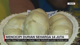 Mencicipi Durian Seharga Rp 14 Juta