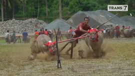 VIDEO: Keseruan Menunggang Kerbau di Tanah Sumbawa