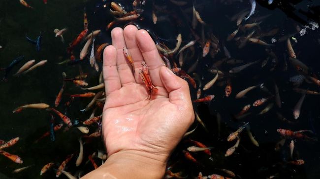 cara mengatasi cupang penakut Ikan Cupang Cara Unik Basmi Jentik Nyamuk DBD