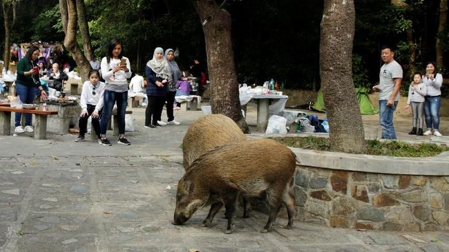 Tahun Babi Tanah, Hong Kong Hadapi Masalah Populasi Babi Liar