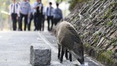 Seekor babi hutan liar terlihat berkeliaran di Aberdeen Park, Hong Kong. Saat Hong Kong bersiap untuk merayakan Tahun Babi, kota ini menghadapi masalah pengendalian babi hutan liar yang mengundang pro dan kontra. (AFP PHOTO/Anthony Wallace)