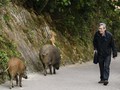 FOTO: Berdampingan dengan Babi Liar di Hong Kong
