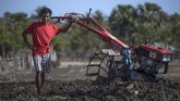 Harga BBM yang tadinya Rp100 ribu kini turun drastis menjadi Rp6.450 (premium) dan Rp5.150 (solar). Kini, para petani di Sabu pun, bisa menanam bawang hingga berhektar-hektar di atas lahan mereka. (ANTARA FOTO/Puspa Perwitasari)