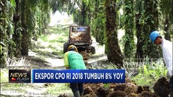 Ekspor CPO 2018 Tumbuh 8% Secara Tahunan