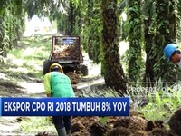 Ekspor CPO 2018 Tumbuh 8% Secara Tahunan