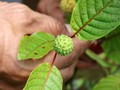 Fakta Daun Kratom, Tanaman Herbal yang Dianggap Mirip Narkoba