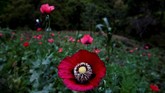Sebuah lapangan di Sierra Madre de Sur, negara bagian selatan Guerrero, Meksiko, dipenuhi oleh bunga dengan kelopak merah. Bunga yang sekilas nampak 'normal' ini merupakan bunga opium. (REUTERS/Carlos Jasso).