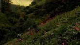 Tentara menghancurkan ladang perkebunan opium ilegal di Sierra Madre del Sur, Meksiko, pada Agustus lalu. (REUTERS/Carlos Jasso).