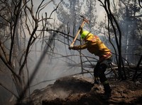 Ibu Kota Pindah ke Kalimantan, Bagaimana Nasib Hutan RI?
