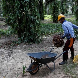 Ringgit Menguat, Harga CPO Tak Bisa Naik Banyak