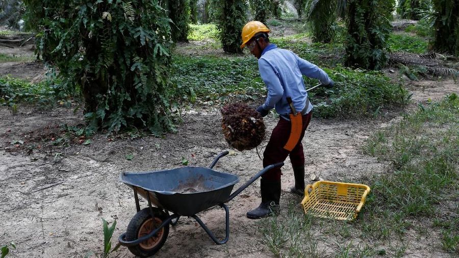 Harga CPO turun, dalam dua hari terakhir harga CPO telah mengalami penurunan