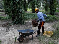 Sudah 2 Hari Turun, Harga CPO Sudah Ketinggian?