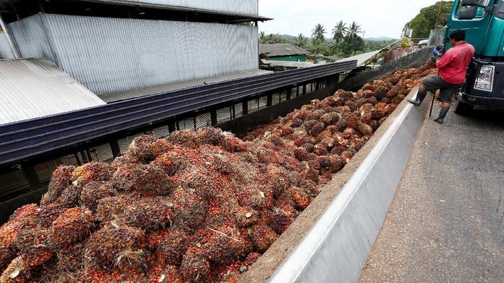 A worker unloads palm oil fruit bunches from a lorry inside a palm oil mill in Bahau, Negeri Sembilan, Malaysia January 30, 2019.  Picture taken January 30, 2019.  REUTERS/Lai Seng Sin
