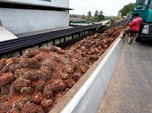 Keras! Malaysia Ancam Setop Ekspor Minyak Sawit ke Eropa