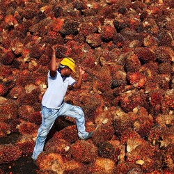 'Harga CPO Tinggi tak akan Menolong Petani'