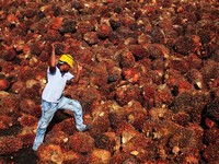 Saham CPO Rontok, Investor Ambil Untung Saat Harga CPO Turun