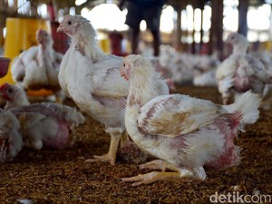 Apa Bedanya Ayam Pejantan, Ayam Broiler, dan Ayam Potong? Ini Ciri-cirinya