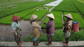FOTO: Menanti Musim Panen Raya Beras