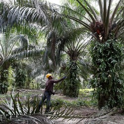 Harga CPO Naik! Permintaan Naik, Produksi RI & Malaysia Turun