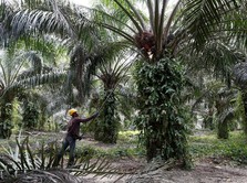 Pemerintah Janji Tanam Ulang Pohon Sawit 180.000 Hektare 2021