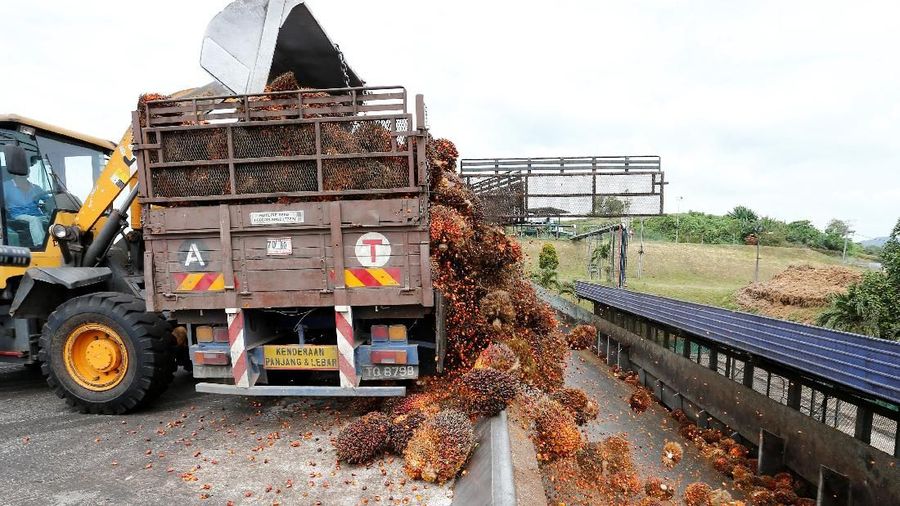 A worker unloads palm oil fruit bunches from a lorry inside a palm oil mill in Bahau, Negeri Sembilan, Malaysia January 30, 2019.  Picture taken January 30, 2019.  REUTERS/Lai Seng Sin